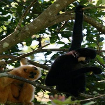 3 days Wild Gibbon Trek Cat Tien National Park Tour from Dalat